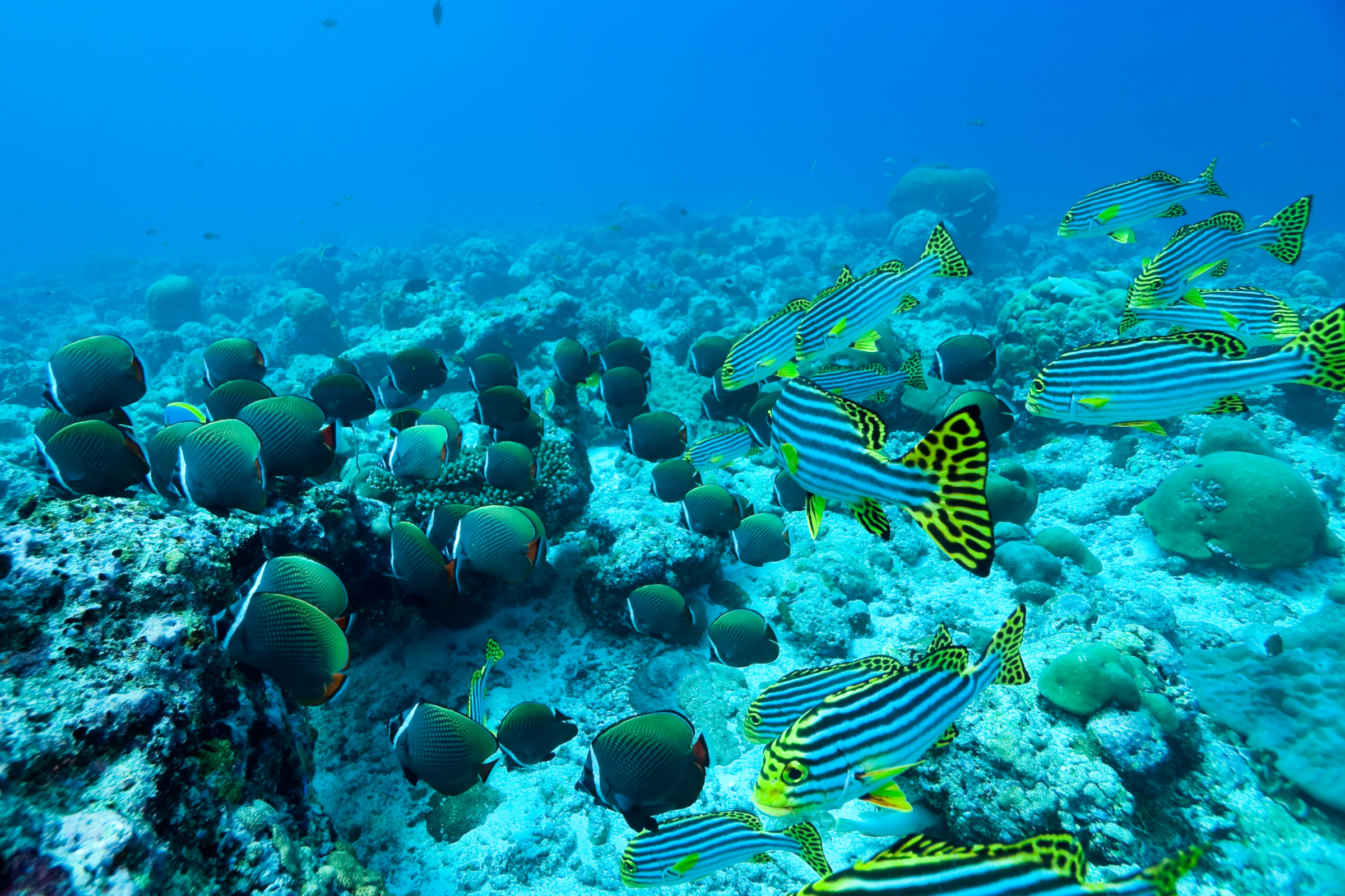 south male atoll (4).webp